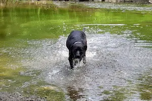 Caledonia Dog Park image