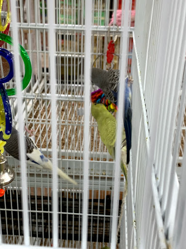 Pet Supply Store «Pet Supermarket», reviews and photos, 1125 Royal Palm Beach Blvd, Royal Palm Beach, FL 33411, USA