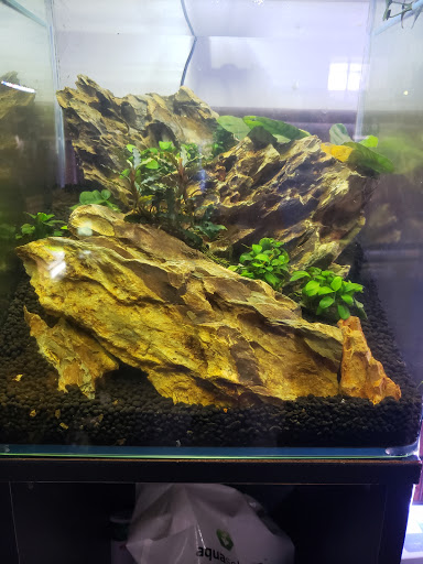 Tropical Fish Store «Aquastetics», reviews and photos, 354 E Main St, Fall River, MA 02724, USA