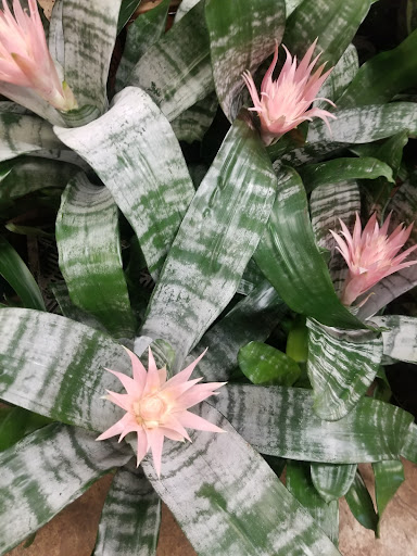 Florist «Sieck-Wright Floral Products», reviews and photos, 231 Monmouth St, Hightstown, NJ 08520, USA