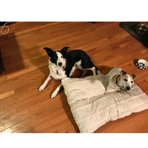 Pet Supply Store «Petco Animal Supplies», reviews and photos, 551 W Hampden Ave, Englewood, CO 80110, USA