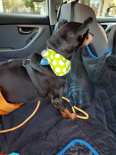 Pet Supply Store «Health Mutt», reviews and photos, 6116 N Central Ave, Tampa, FL 33604, USA