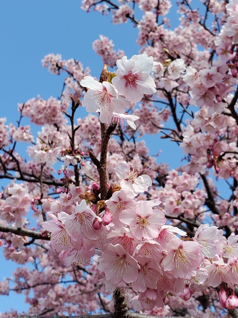 向島の蓬莱桜