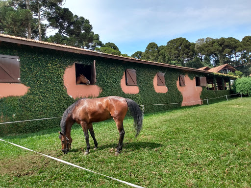 Criador de cavalos Curitiba