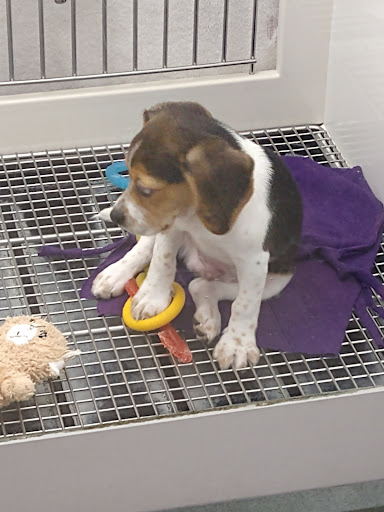 Pet Store «Petland», reviews and photos, 7030 Bandera Rd, San Antonio, TX 78238, USA