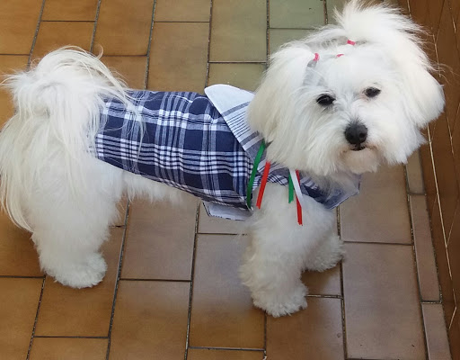 Euskalmushing Tienda Basauri. Todo Para Mascotas. Clínica Veterinaria en Basauri