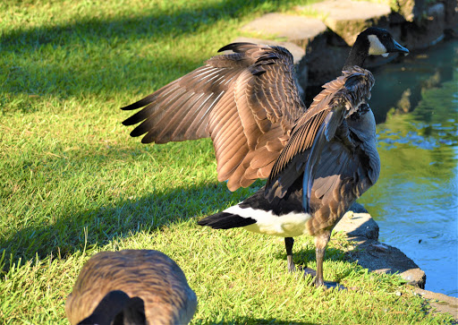 Park «Roswell Area Park», reviews and photos, 10495 Woodstock Rd, Roswell, GA 30075, USA