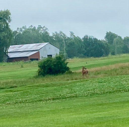 Golf Course «Belle River Golf Course», reviews and photos, 12564 Belle River Rd, Memphis, MI 48041, USA