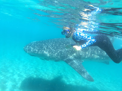 Baja Whale Shark Tours - Las Animas Ecolodge