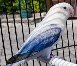 LATBER BURUNG LENGGANG photo