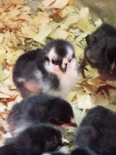 Home Improvement Store «Tractor Supply Co.», reviews and photos, 2000 Lakeville Hwy a, Petaluma, CA 94954, USA