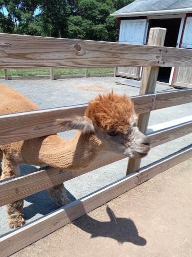 Gift Shop «Hidden Spring Lavender Farm and Gift Shoppe», reviews and photos, 890 Belle Mead-Blawenburg Rd, Skillman, NJ 08558, USA