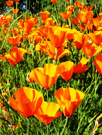 Florist «Riverside Flowers & Gifts», reviews and photos, 1271 Columbia Ave #3, Riverside, CA 92507, USA