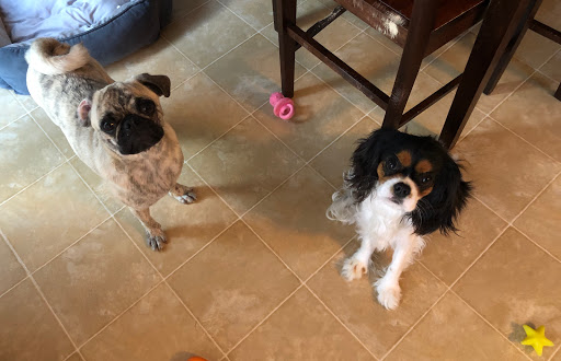 Pet Groomer «Delaware Pet Stuff», reviews and photos, 435 Dunlap St, Delaware, OH 43015, USA