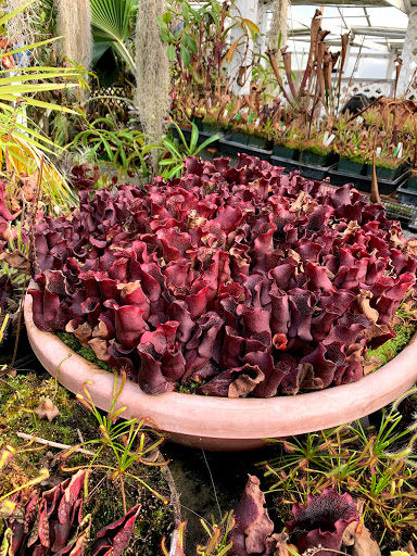 Plant Nursery «California Carnivores», reviews and photos, 2833 Old Gravenstein Hwy, Sebastopol, CA 95472, USA