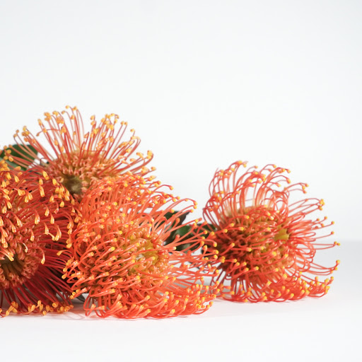 Florist «poppy & pine», reviews and photos, 2501 Dallas St #158, Aurora, CO 80010, USA