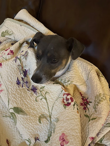 The Visiting Vet image