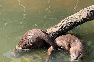 Otter Sanctuary (Oriental Small-clawed Otter Ecological Garden) image