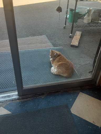 Thrift Store «Little Shop of Hoarders», reviews and photos, 2251 Main St, Springfield, OR 97477, USA