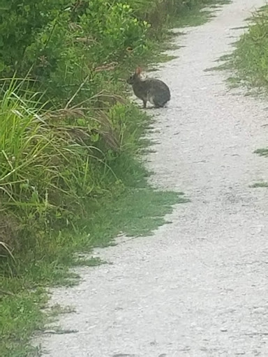 Nature Preserve «Perico Preserve», reviews and photos, 11700 Manatee Ave W, Bradenton, FL 34209, USA