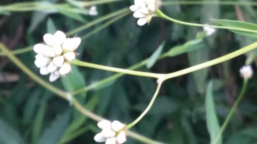 National Park «First State National Historical Park - Peters Rock Parking», reviews and photos, Thompsons Bridge Rd, Wilmington, DE 19803, USA