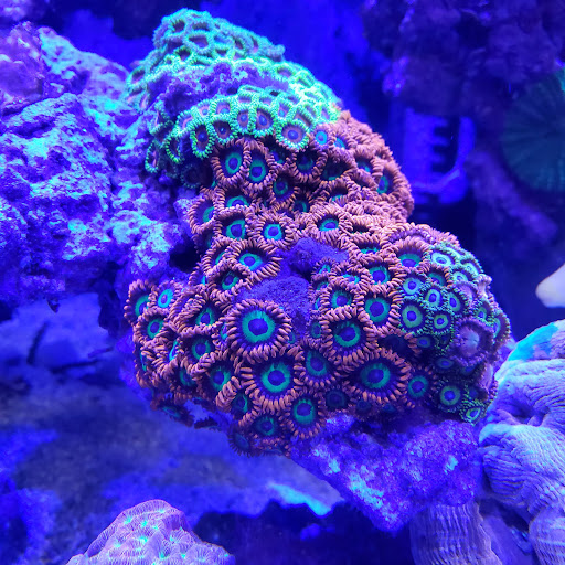 Tropical Fish Store «Pure Reef», reviews and photos, 12900 GA-9, Alpharetta, GA 30004, USA