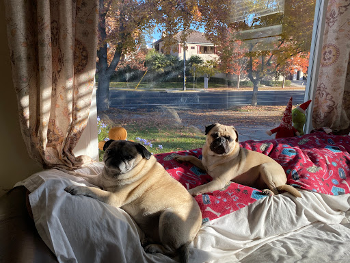 Sacramento Animal Hospital - 4
