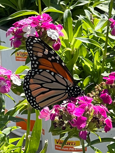 Home Improvement Store «The Home Depot», reviews and photos, 7100 North Fwy, Fort Worth, TX 76137, USA