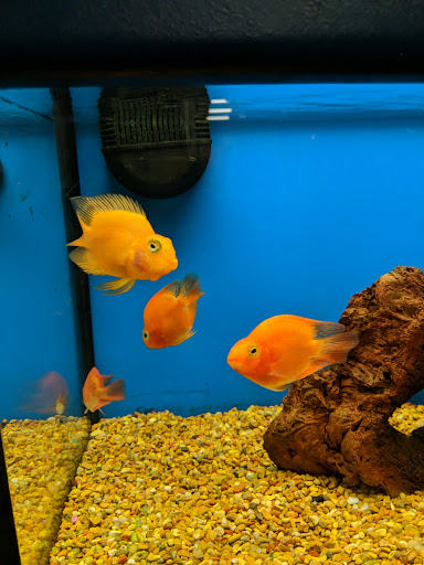 Pet Supply Store «Petco Animal Supplies», reviews and photos, 2000 NE Burnside Rd, Gresham, OR 97030, USA