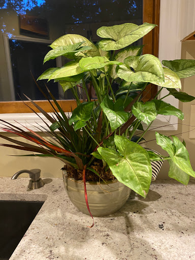 Florist «Willow Floral Design Decor», reviews and photos, 545 Clough Pike #500, Cincinnati, OH 45244, USA