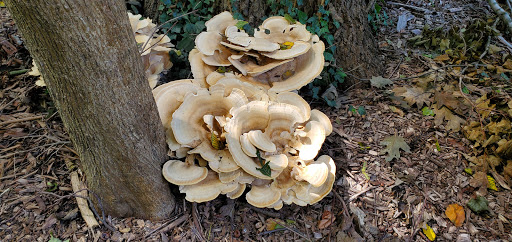 Park «Christopher Morley Park», reviews and photos, 500 Searingtown Rd N, Roslyn, NY 11576, USA