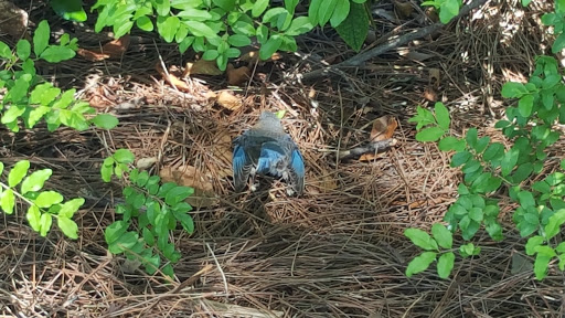 Supermarket «Publix Super Market at White Stone Center», reviews and photos, 9200 Highway 119 #1400, Alabaster, AL 35007, USA