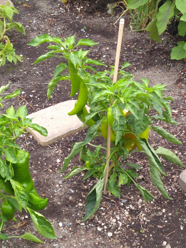 Park «Kirke Park», reviews and photos, 7028 9th Ave NW, Seattle, WA 98117, USA