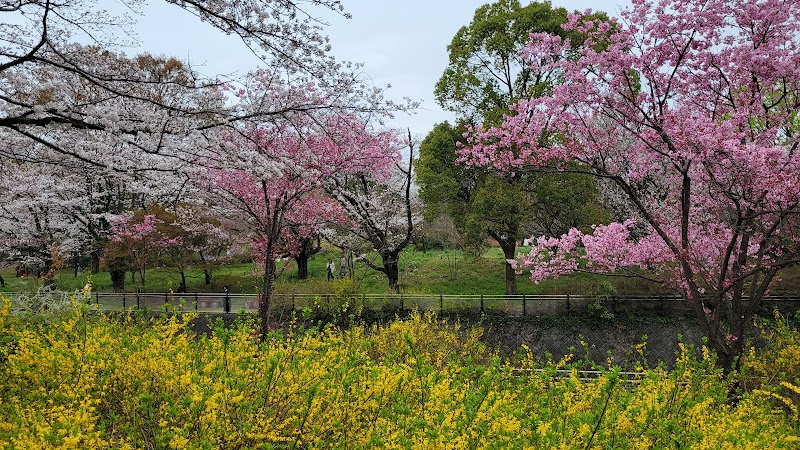 旧桜の園