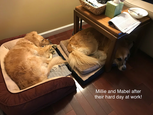 Pet Groomer «Pampered Pet Grooming and Dog Training, Inc.», reviews and photos, 2 Henson Pl #3, Champaign, IL 61820, USA