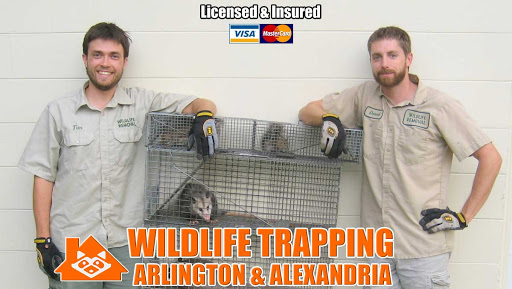 Wildlife Removal Arlington & Alexandria