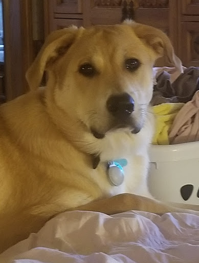 Pet Supply Store «PetSmart», reviews and photos, 5005 S 74th St, Greenfield, WI 53220, USA