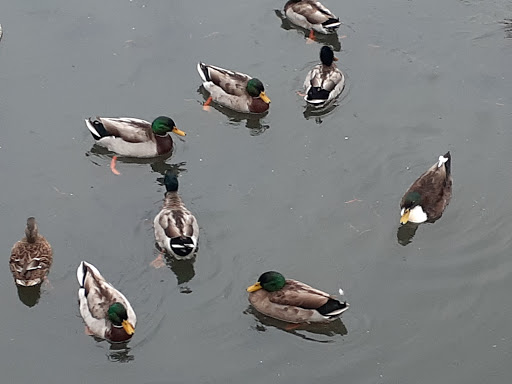 Park «Municipal (Langan) Park», reviews and photos, 4901 Zeigler Blvd, Mobile, AL 36608, USA