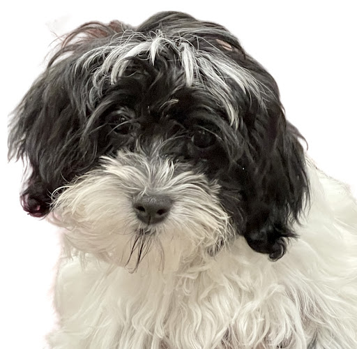 Pet Adoption Service «Petland Novi», reviews and photos, 27200 Novi Rd # A, Novi, MI 48377, USA