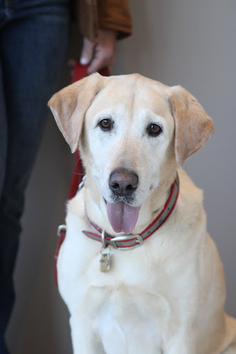 Carefree Dentistry and Oral Surgery for Animals