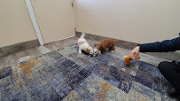 Windmere Kennels - Photo 7 - Car repair in St Charles, MI, Saginaw