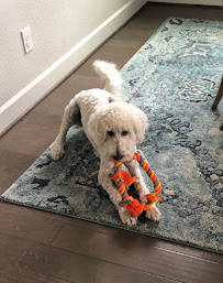 Celina Prosper Pet Sitting - Photo 4 - Car repair in , Frisco