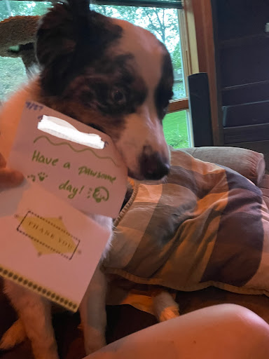 Pet Supply Store «Pet Supplies Plus», reviews and photos, 9430 W 159th St, Orland Park, IL 60467, USA