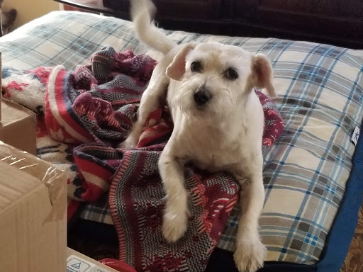 Pet Groomer «iPaw Pet Salons (Evans Rd.)», reviews and photos, 20770 US-281 #106, San Antonio, TX 78258, USA