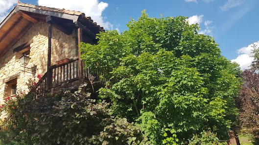 Acebos del Tajo Carretera Terzaga, 16, 19313 Peralejos de las Truchas, Guadalajara, España