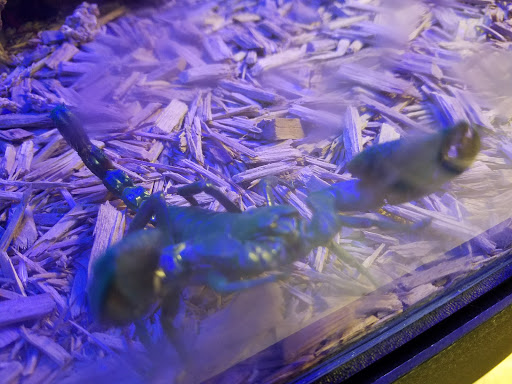 Pet Store «Pet Planet», reviews and photos, 200 1/2 Lane Parkway, Shelbyville, TN 37160, USA