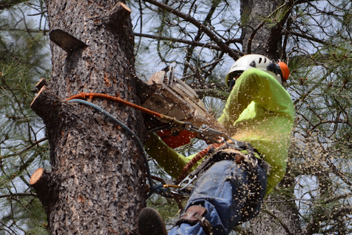 Bragg Tree Service Fayetteville NC