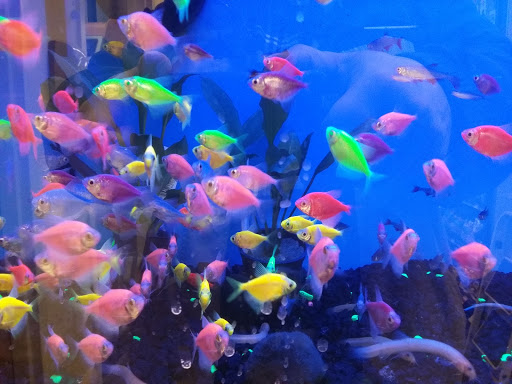 Pet Supply Store «Pet Supplies Plus», reviews and photos, 1530 S Washington St, Crawfordsville, IN 47933, USA