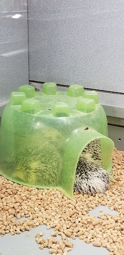 Pet Store «Fish Bowl», reviews and photos, 2117 E Race Ave, Searcy, AR 72143, USA