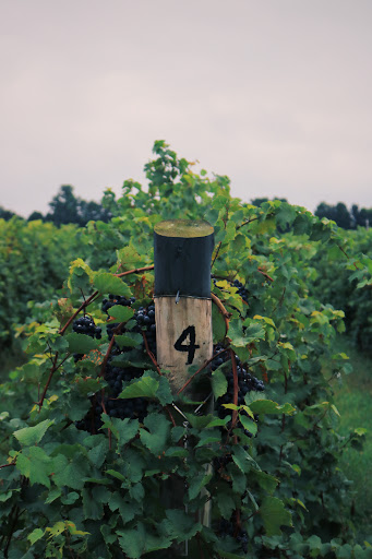 Winery «Domaine Berrien Cellars», reviews and photos, 398 E Lemon Creek Rd, Berrien Springs, MI 49103, USA